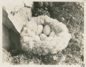 Image of Brant's Nest